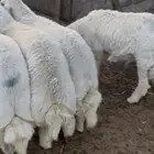 طليان حريات كفو