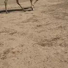 للبيع لقحه هجن على سليع العمراني