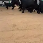 للبيع معزاء عوارض مواليد خصصصم