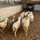 خرفان رفيد مرابي