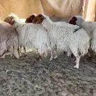 للبيع متابيع نعيم