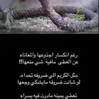 يوجد. شيح توو مقطوف اخضر