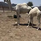 خلفه وضحا تحتها بكره