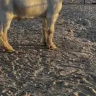 للييع فحل تيس عارض اصفر السن ثني ومنتج الفحل ويوجد فيديوات