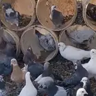 حمام هندي وفرنسي