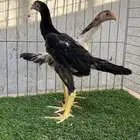 شامو ياباني بيور صافي