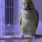 ذكر دره هندي غير اليف عنده كلمه وحده المسموع