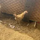 صيصان فروخ دجاج بلدي