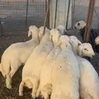طليان اضاحي طيبه