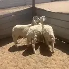 هرافى حري