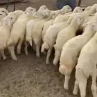 بهم