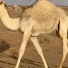 قعود للبيع