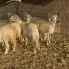 للبيع غنم دفيع