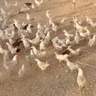 للبيع صوص عمر شهرين