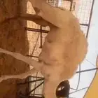 حشوان مفاريد سمان فل نظيفة جايه من البر