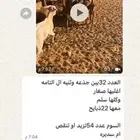معزا جنبيه