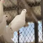 حمام فرنسي