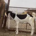 جفره هولندية فااخره