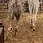قعود قصب فاخر