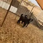 جفرات طيبه ب الحيل