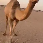هجن أصايل