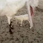 عنز هولندية رغوث السن رباع