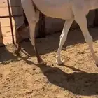 للبيع قعدان قصب