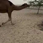 بكره فرديه لهل الفواخر