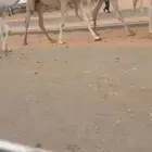 بكار حقايق رمانيات كفوو ونضاف