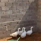 وز للبيع