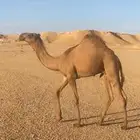 قعود اشعل كفو