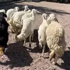 غنم مقاني دفع بالفحل