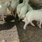 ذبايح مع التوصيل . عندي تمارا