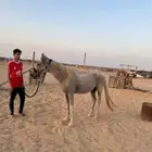 خيل شعبي