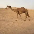 شعلا كفو