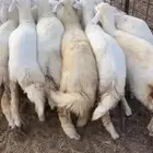 رخال اللي بيقنى واللي بيذبح