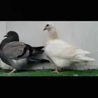 طبه فرش لمن