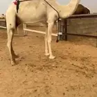 خفوت مبيوع ولدها