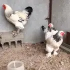 طقم براهما