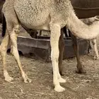 بكرتين للبيع على حليب امهاتها