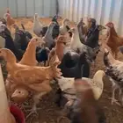 فراريج مشكل براهما دجاج عادي فيومي تركي