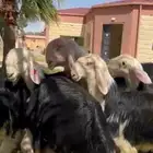 للبيع نجد فواخر خصم جذعات فحله ثني