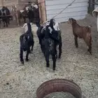 معزا دفع معها تبع