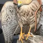 ش.ب.وط حميميج للبيع