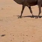 للبيع الجمل