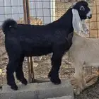 تيس عارضي