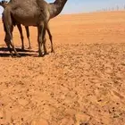 قعود اصفر كفو جدا على بعير زعل الديحاني