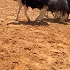 تم البيع