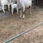 معزه مشروكه و جنوبيه قزمه