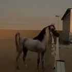 حصان جزيري